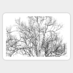 Spring Birch Sticker